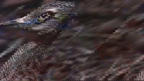 Beautiful People (1974)