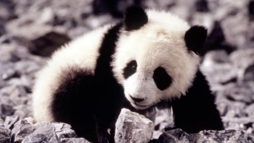 Little Panda (1995)