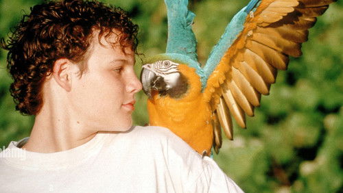 The Real Macaw (1998)
