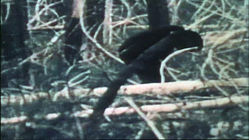 The Legend of Bigfoot (1975)