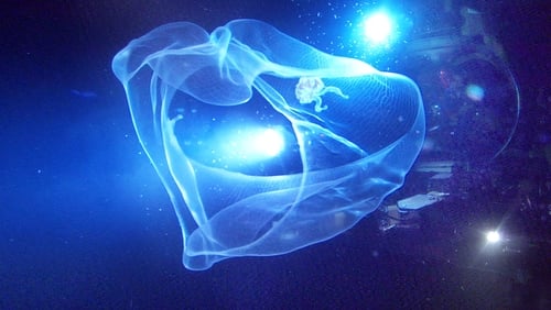 Aliens der Meere (2005)