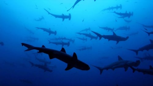 Sharkwater – Wenn Haie sterben (2006)