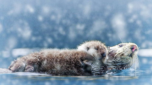 Spy in the Snow (2018)