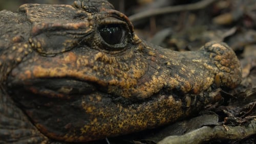 Die Höhlenkrokodile von Gabun (2018)
