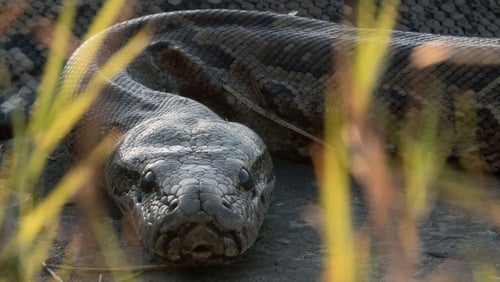 Queen of the Pythons (TV Movie 2019)