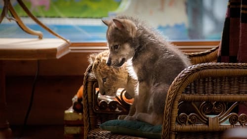 Der Wolf und der Löwe (2021)
