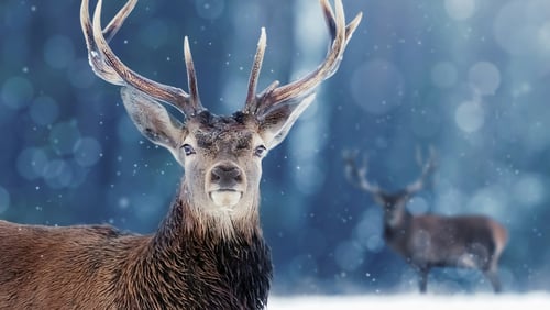Snow Animals (TV Movie 2019)