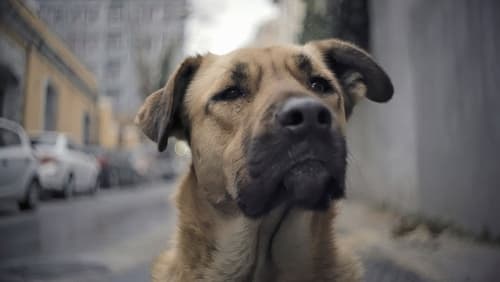 Stray (2020)