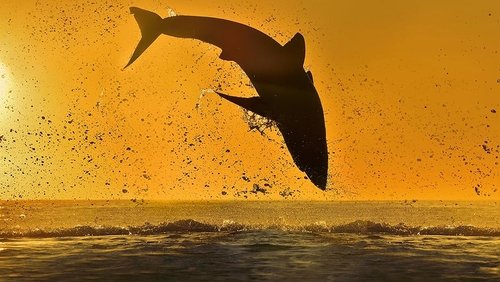 Air Jaws 2020 (2020)