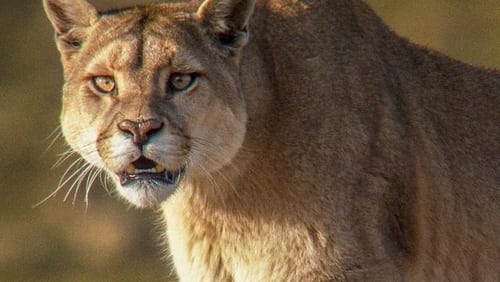 Into the Puma Triangle (Short 2020)