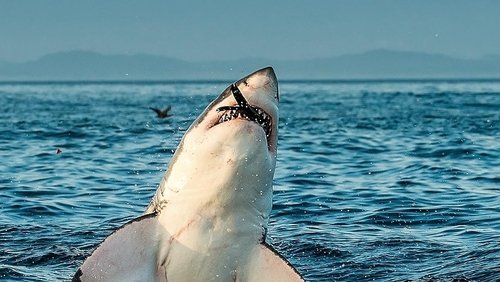Air Jaws: Ultimate Breach Off (2020)