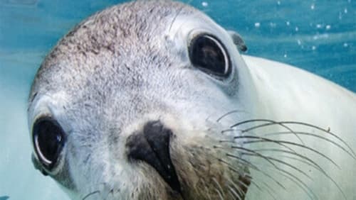 Sea Lions: Life by a Whisker (Short 2020)