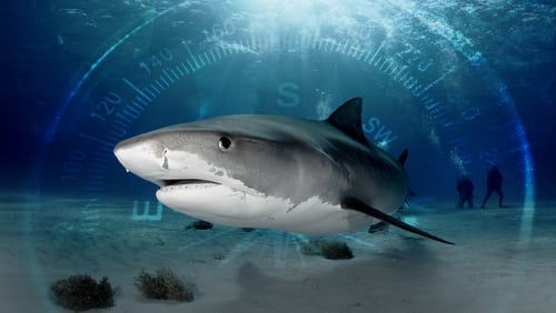 Sharks of the Bermuda Triangle (TV Special 2020)