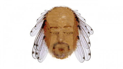 Bill Bailey: Tinselworm (2008)