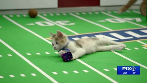 Kitten Bowl VIII (TV Special 2021)