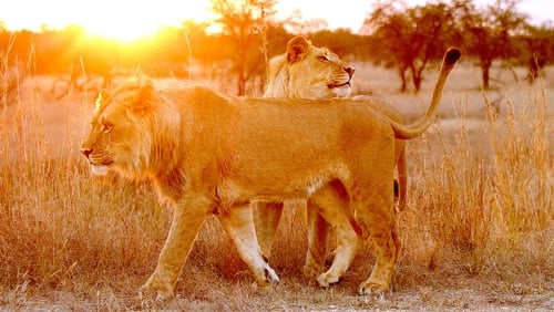Lion Spy (2021)