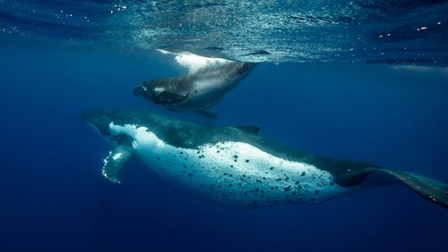 Ocean Souls (2020)