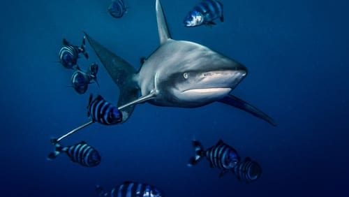 World's Most Dangerous Shark? (TV Series 2021– )