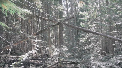 Bigfoot Encounters in the Pacific Northwest (2021)