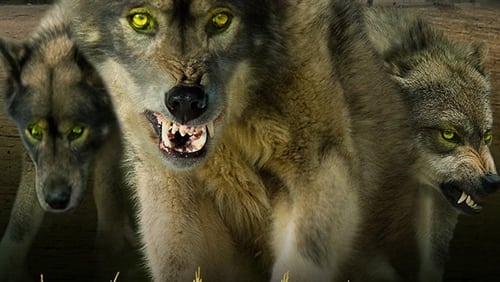 Wolf Town (2011)