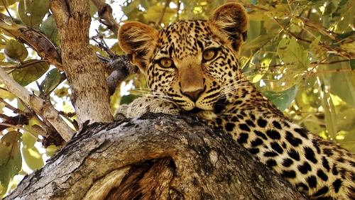Eye of the Leopard (2006)