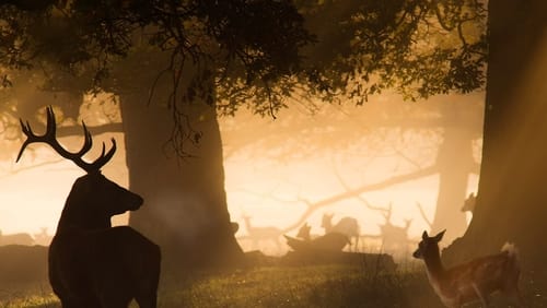 The Crown's Ancient Forest (2021)