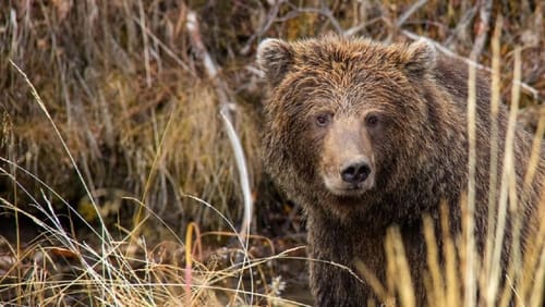 Yukon's Wild Grizzlies (2021)