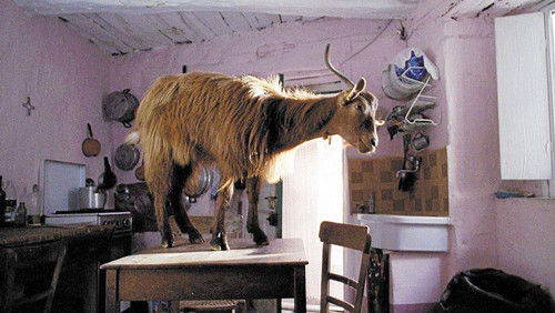 Le Quattro Volte (2010)