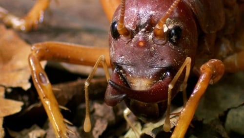 World's Biggest and Baddest Bugs (Video 2009)