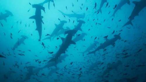 Migrations: The Big Swim (2020)