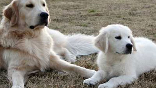 Adventures of Bailey: The Lost Puppy (2010)