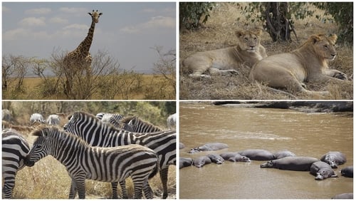 3D Safari: Africa (TV Movie 2011)