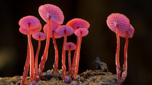 Fungi: The Web of Life (2023)