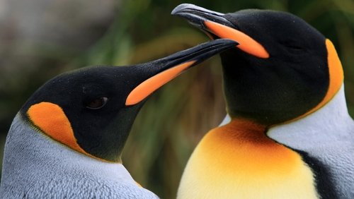 Penguins (2012)