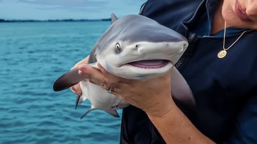 Baby Sharks (2022)
