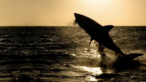 Big Sharks Rule (TV Series 2018– )