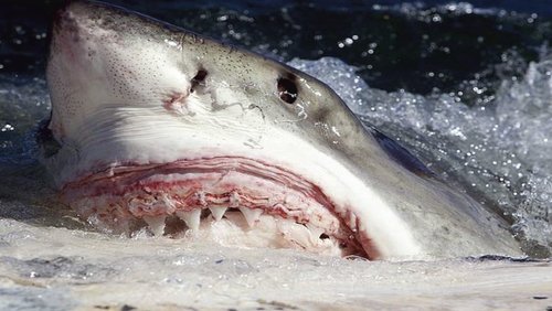 Killer Sharks: The Attacks of Black December (2011)