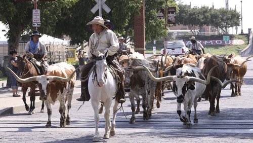 Adventures of Bailey: A Night in Cowtown (2013)