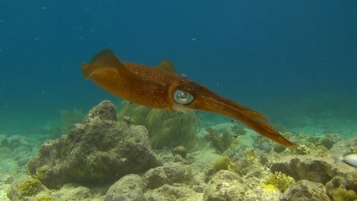Amazing Ocean 3D (Video 2013)