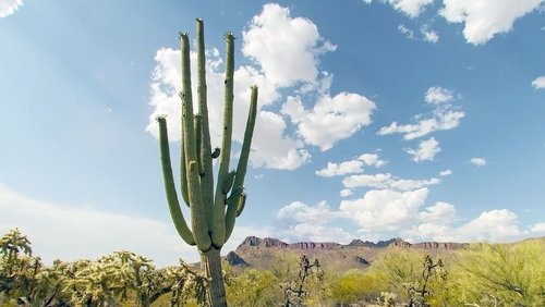 Cactus Hotel (2023)