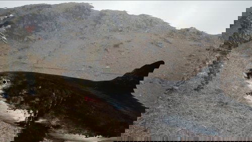 Mountain Shark (2024)