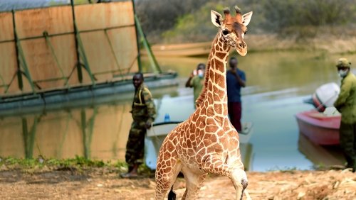 Saving Giraffes: The Long Journey Home (2022)