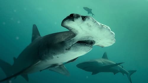 Bull Shark vs Hammerhead (2023)