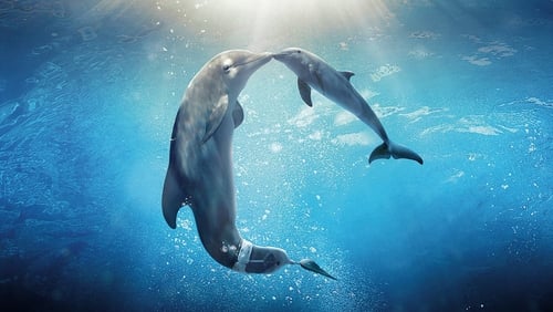 Mein Freund, der Delfin 2 (2014)
