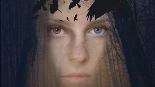 The Forest Through the Trees (2025)