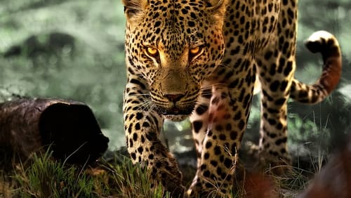 Living with Leopards (2024)