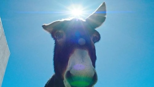 Perfectly a Strangeness (2024)