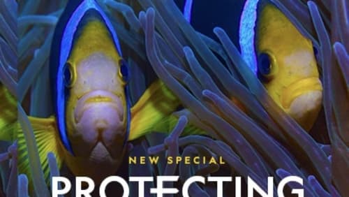Protecting Paradise: The Story of Niue (2024)