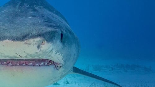 "National Geographic Sharkfest" Supersized Sharks (TV Episode 2024)