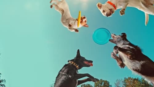 Inside the Mind of a Dog (2024)